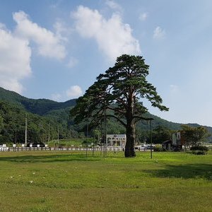 보은 속리 정이품송