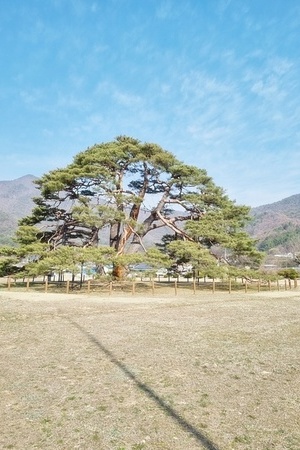 돌고래 오토캠핑장